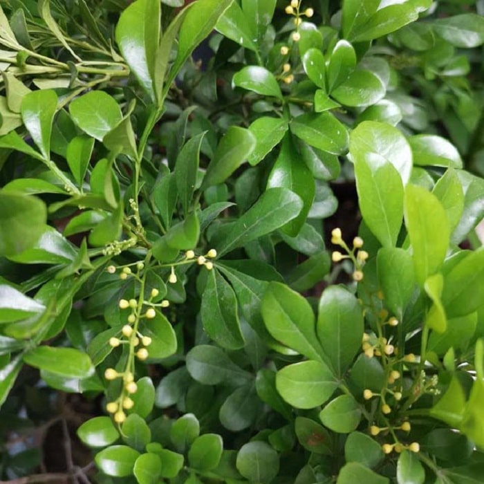 Trồng mănTrồHoa ngâu tàu giúp thanh lọc không khí