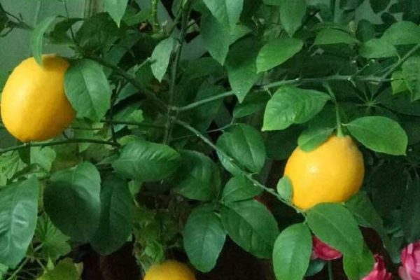 Trồng chanh giúp khử khuẩn nhà cửa