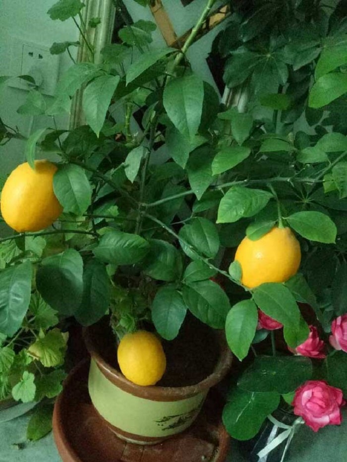 Trồng chanh giúp khử khuẩn nhà cửa