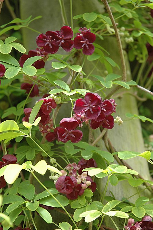 Cây akebi khi ra hoa