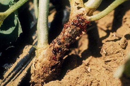 Bệnh thắt thân trên cây bí và cách phòng trị