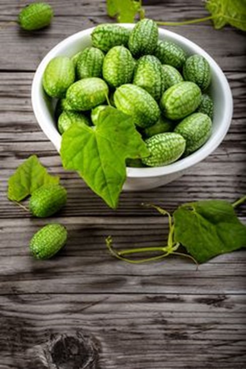 Dưa hấu mini sau khi thu hoạch
