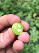 bên trong quả dưa hấu mini