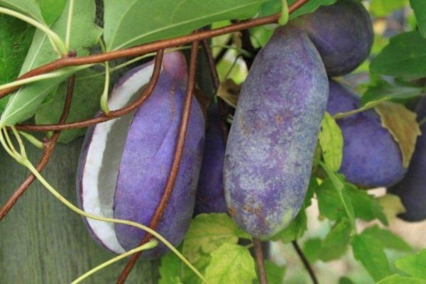 quả nho akebi khi chín có màu tím