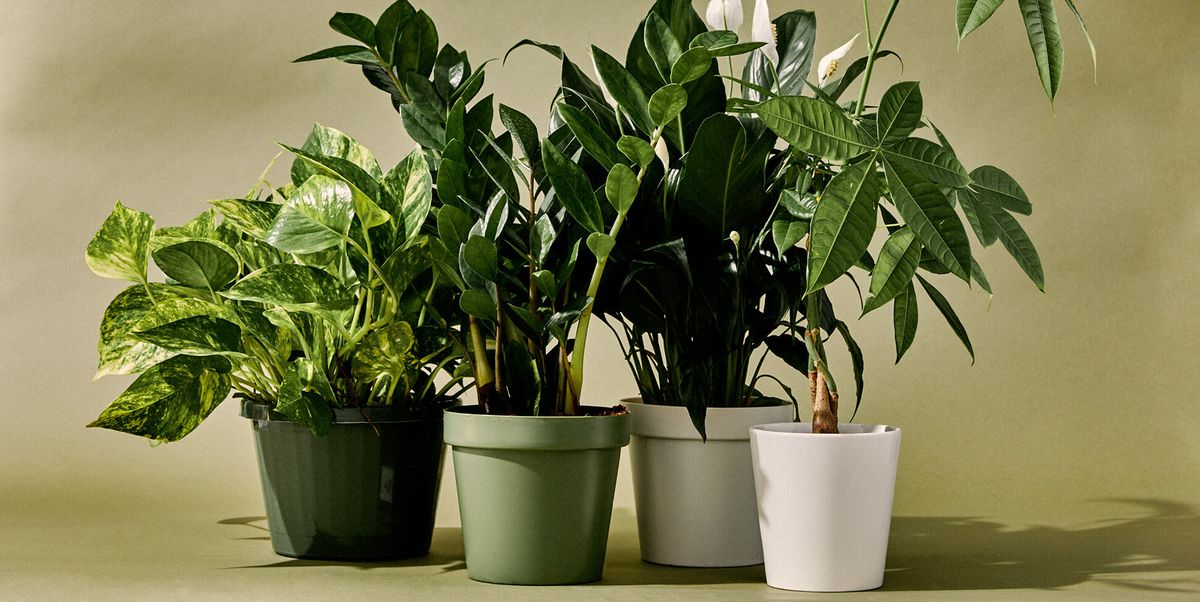 Các loại cây trồng trong nhà