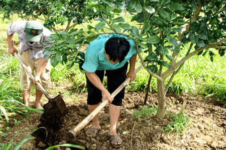 Cần điều chỉnh lượng phân bón sao cho thích hợp.