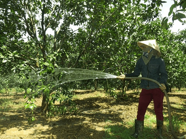 Người trồng đang tưới nước cho cam canh