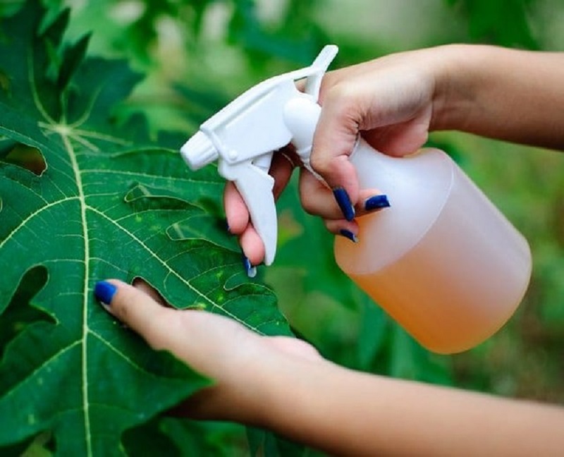 sử dụng dung dịch tỏi ớt để diệt sâu