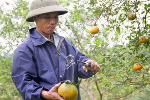 Cắt tỉa cam cành thành dáng hình chữ Y