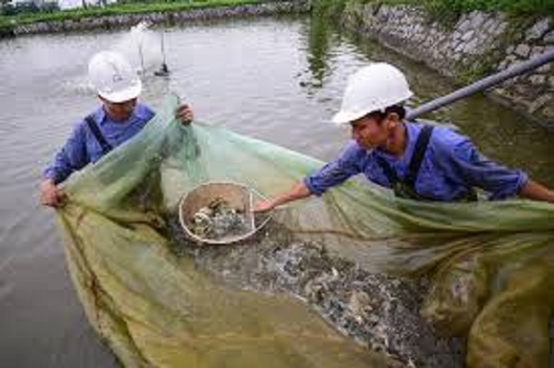  Tác hại của việc lượng kháng sinh dư thừa trong chăn nuôi 