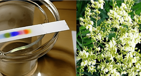 Định tính rutin trong hoa hòe bằng sắc ký lớp mỏng