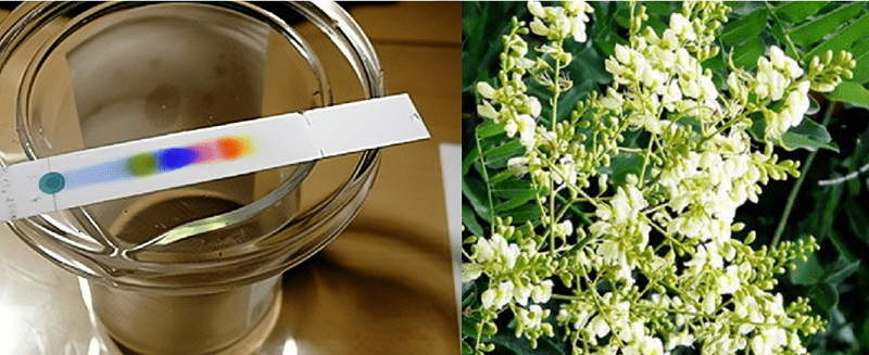 Định tính rutin trong hoa hòe bằng sắc ký lớp mỏng